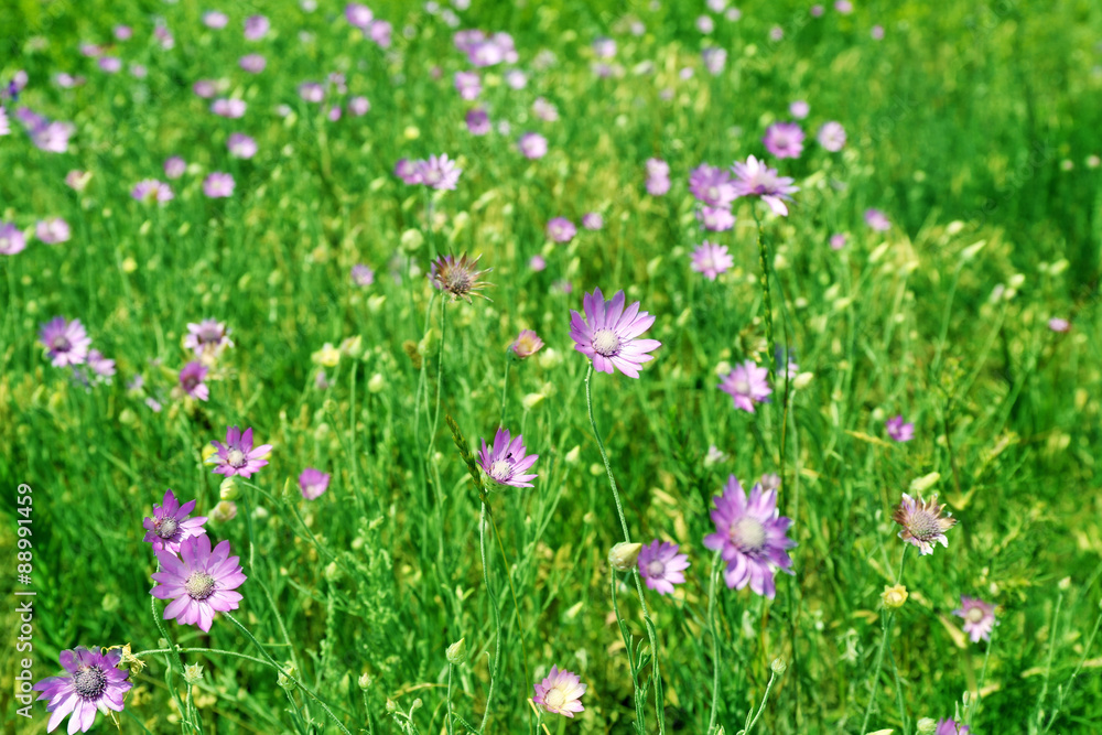 Beautiful green field with small flowers outdoors Beautiful green field with small flowers outdoors