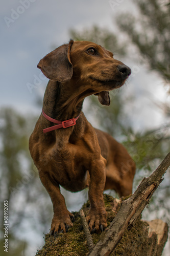 dachshund