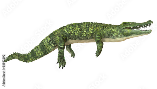 Crocodile