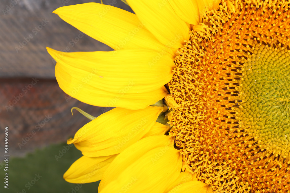 Obraz premium Beautiful sunflower close up