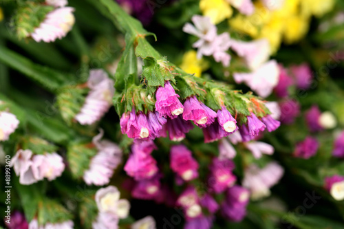 Beautiful wild flowers close up