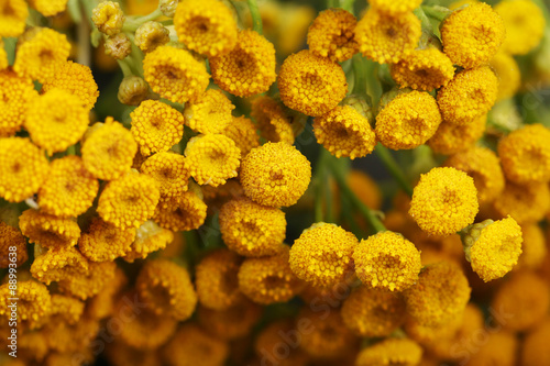 Beautiful wild flowers close up