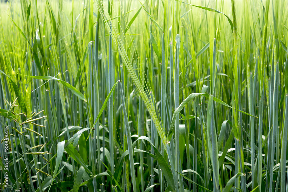 Herbal background created by different herbs like wild and cultured. Green grassy background.
Herbal background created by different herbs like wild and cultured. Green grassy background.