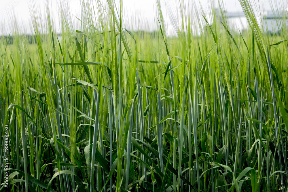 Obraz premium Herbal background created by different herbs like wild and cultured. Green grassy background. 