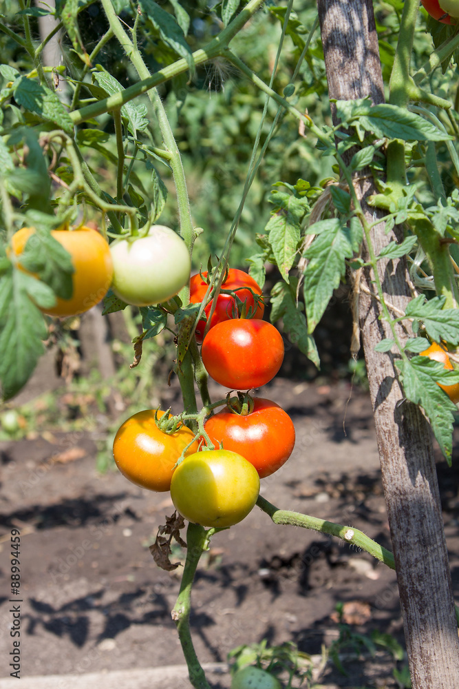 Growth tomato on tomato plants in garden
