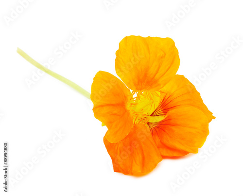 Nasturtium Orange flower