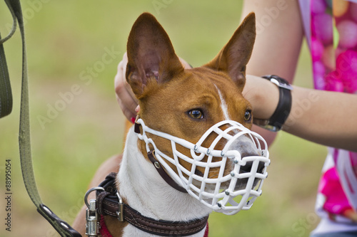 Basenji dog in a muzzle for coursing. Close-up. white muzzle photo