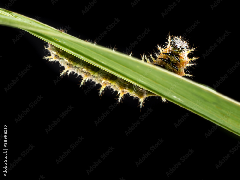 Obraz premium Caterpillar on leaf