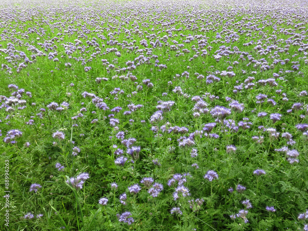 Rainfarn-Phazelie, Phacelia tanacetifolia Rainfarn-Phazelie, Phacelia tanacetifolia
