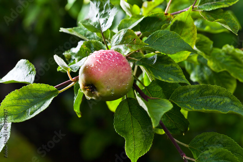  apple after rain