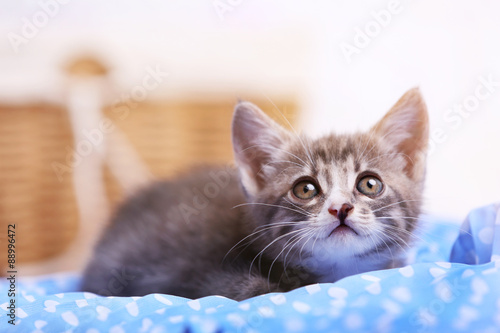Fototapeta Naklejka Na Ścianę i Meble -  Cute gray kitten at home