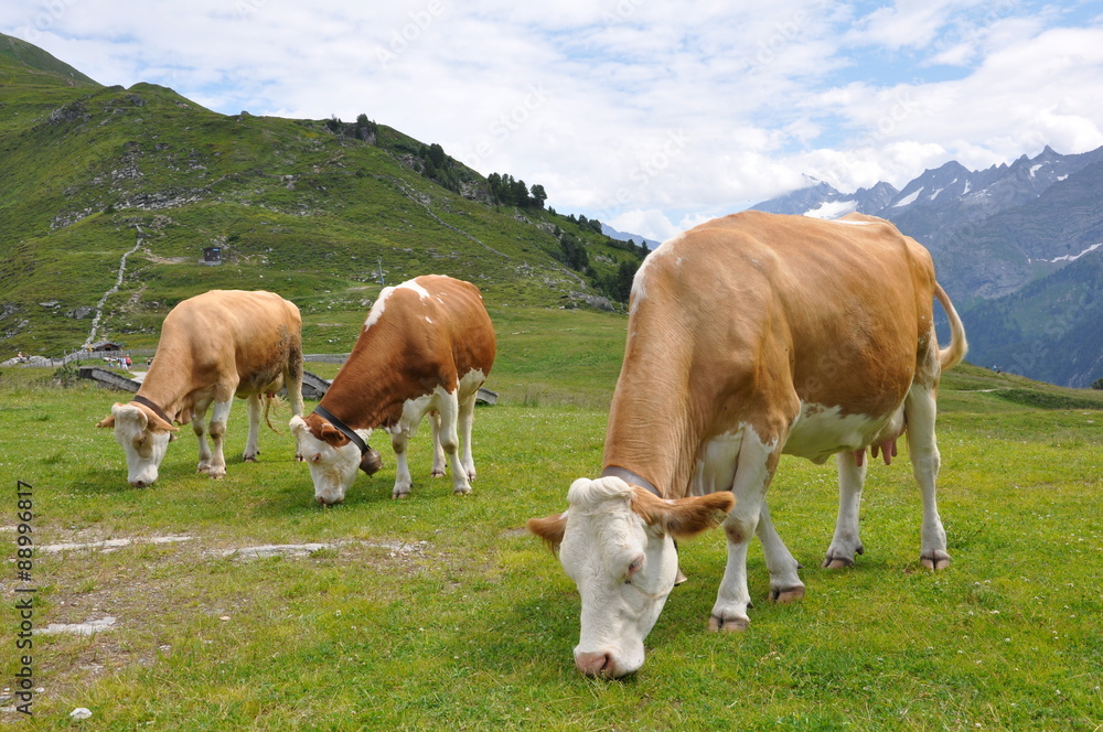 Milchkühe auf dem Ahornberg im Zillertal