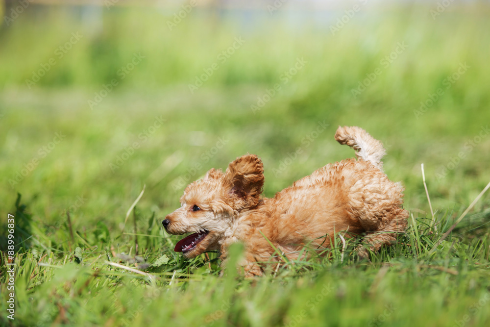 Obraz premium Red toy poodle puppy