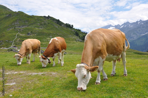 Milchkühe auf dem Ahornberg im Zillertal