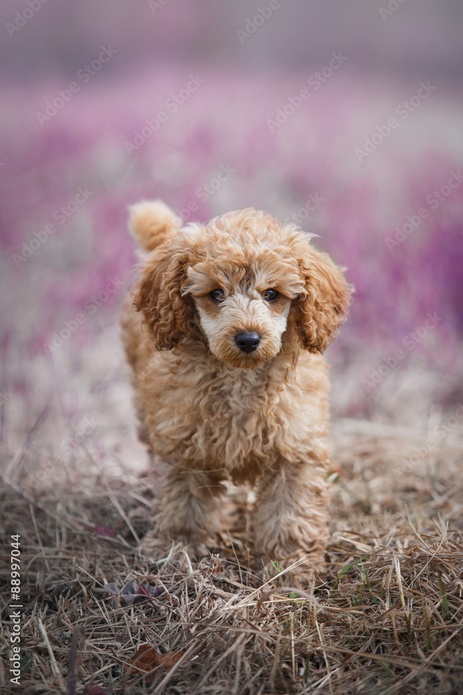 Red toy poodle puppy Red toy poodle puppy