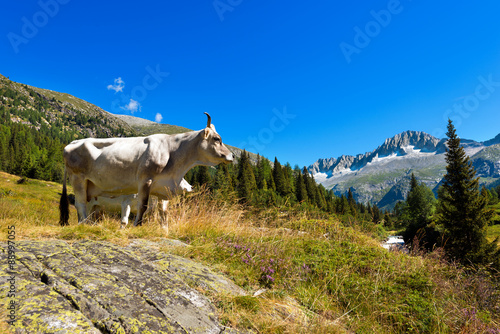 White and Brown Cow in High Mountain. Brown and white cow standing in alpine landscape. National Park of Adamello Brenta. Trentino Alto Adige, Italy