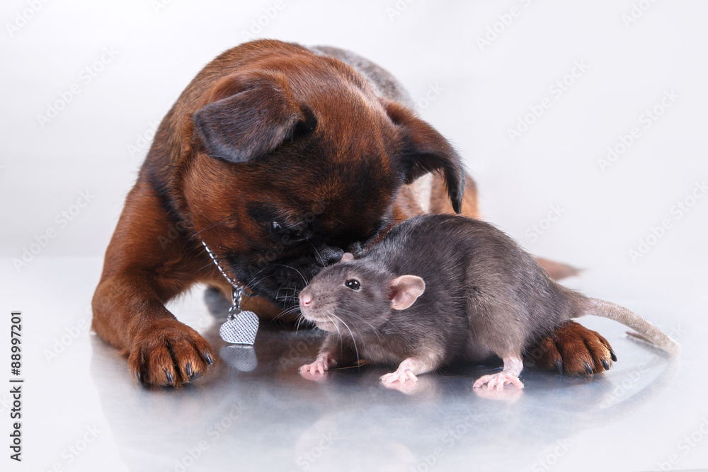 Obraz premium Dog breed Griffon Brabanson and gray Rat