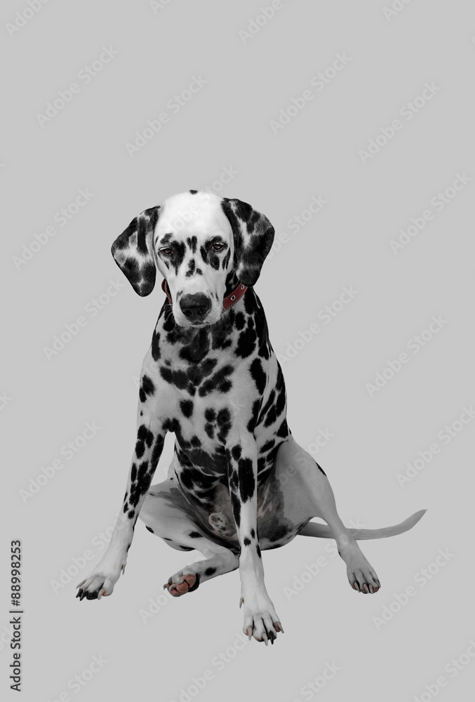 Dalmatian dog sitting and looking down