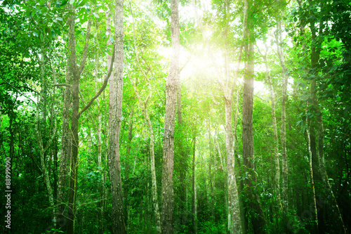 Green tree in forest