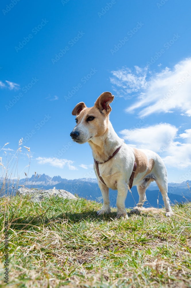 Jack Russell Terrier in montagna