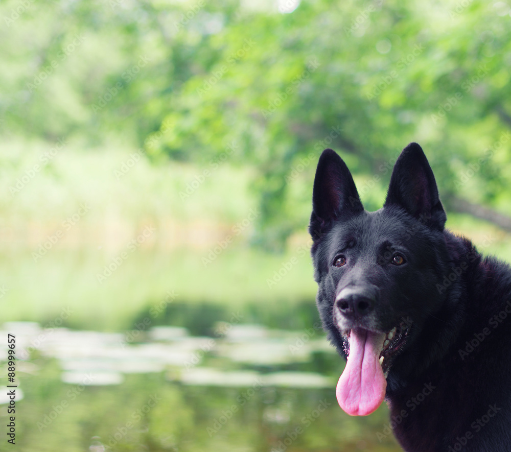 Black german shepherd outdoors. Space for text.