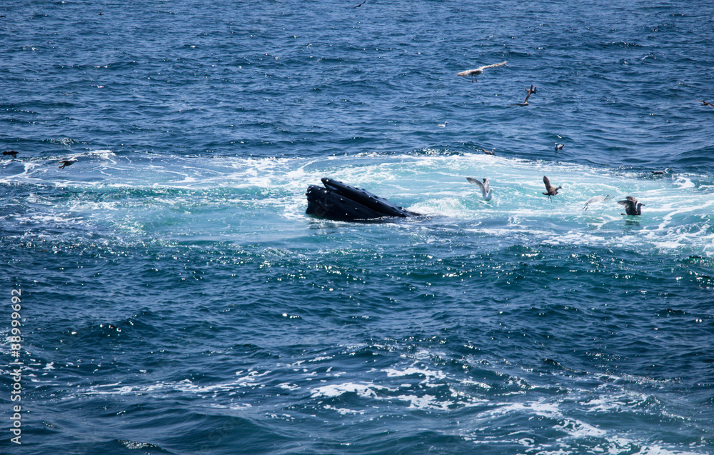 Fototapeta premium Humpback Back Feeding