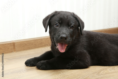 Beautiful black labrador puppy, close up © 5second