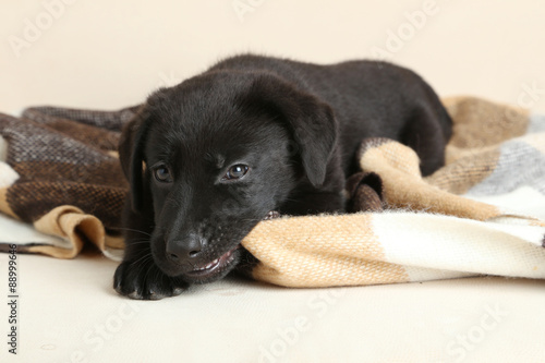 Beautiful black labrador puppy on plaid © 5second
