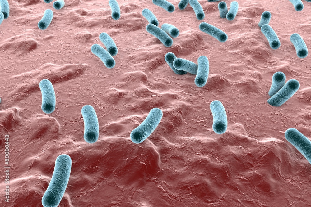 Bacteria on surface of skin, mucous membrane or intestine, model of Escherichia coli, Salmonella