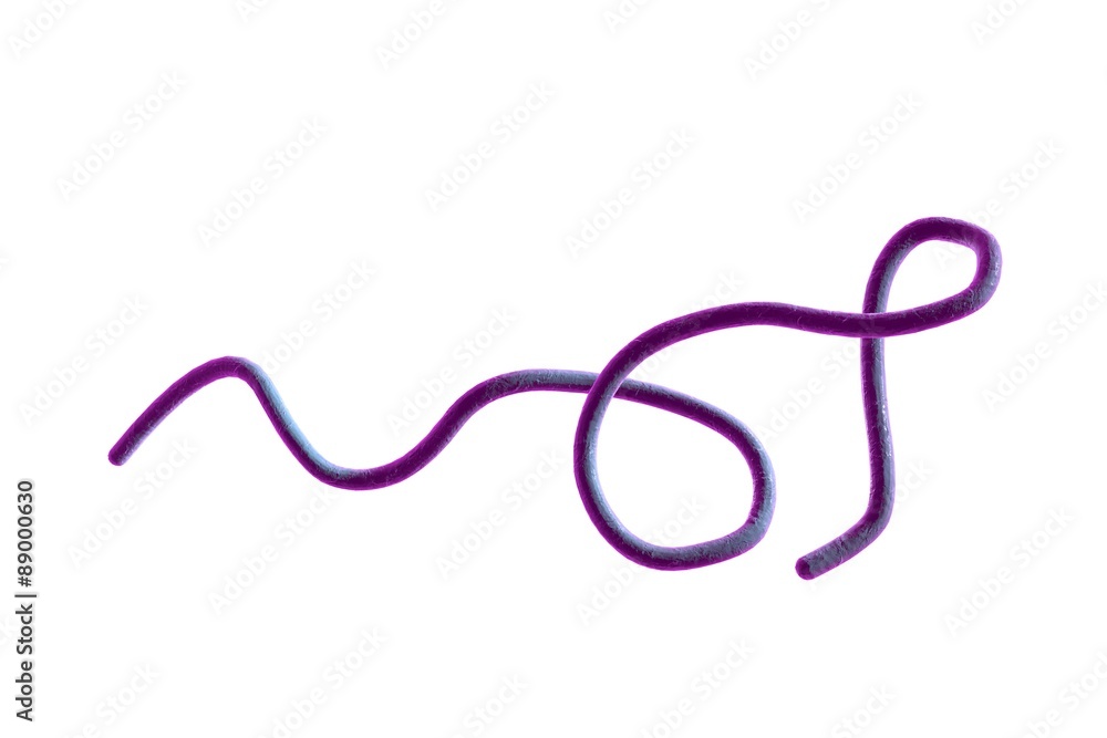 Digital illustration of Borrelia bacteria isolated on white background, model of microbes, bacteria which cause relapsing fever, Lyme disease, transmitted by ticks, spiral bacteria, spirochaetes Digital illustration of Borrelia bacteria isolated on white background, model of microbes, bacteria which cause relapsing fever, Lyme disease, transmitted by ticks, spiral bacteria, spirochaetes