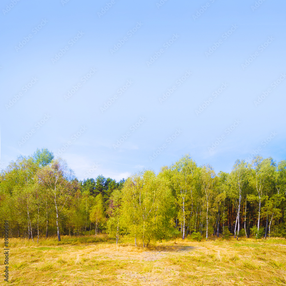 Birch forest in tundra. Picture with space for your text. Natural background. Birch forest in tundra. Picture with space for your text. Natural background.