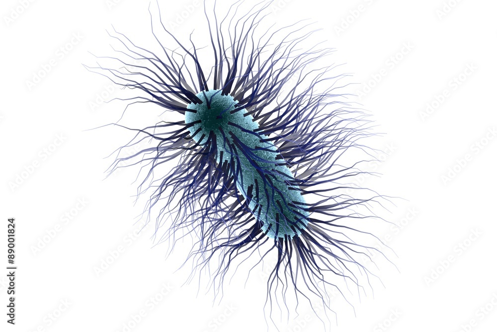 Microscopic view of Escherichia coli, Salmonella, enteric bacteria isolated on white background, model of bacteria which cause diarrhea, illustration of microbe, microorganisms, rod-shaped bacteria
