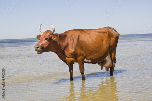 Cow standing by the sea
