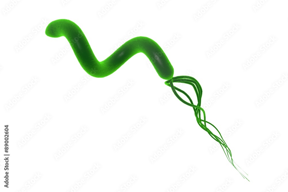 Digital illustration of Helicobacter pylori, bacterium which causes gastric and duodenal ulcer isolated on white background Digital illustration of Helicobacter pylori, bacterium which causes gastric and duodenal ulcer isolated on white background