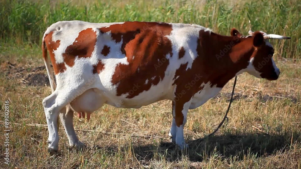 Cow in the field Cow in the field