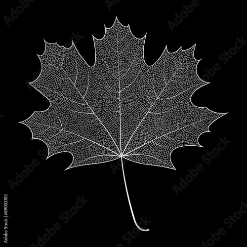 Skeletonized silver leaf
