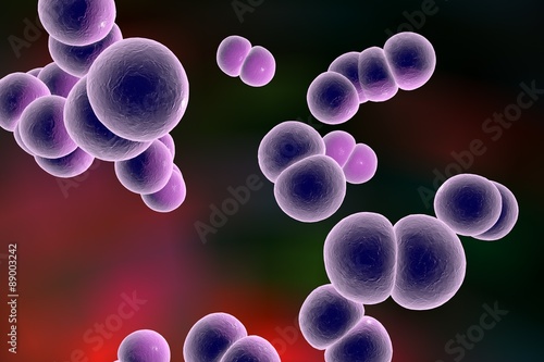 Digital illustration of bacteria Neisseria gonorrhoeae or Neisseria meningitidis, gonococcus and meningococcus on colorful background; closeup view photo