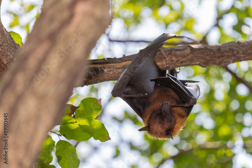 Flying foxes hanging on a tree.