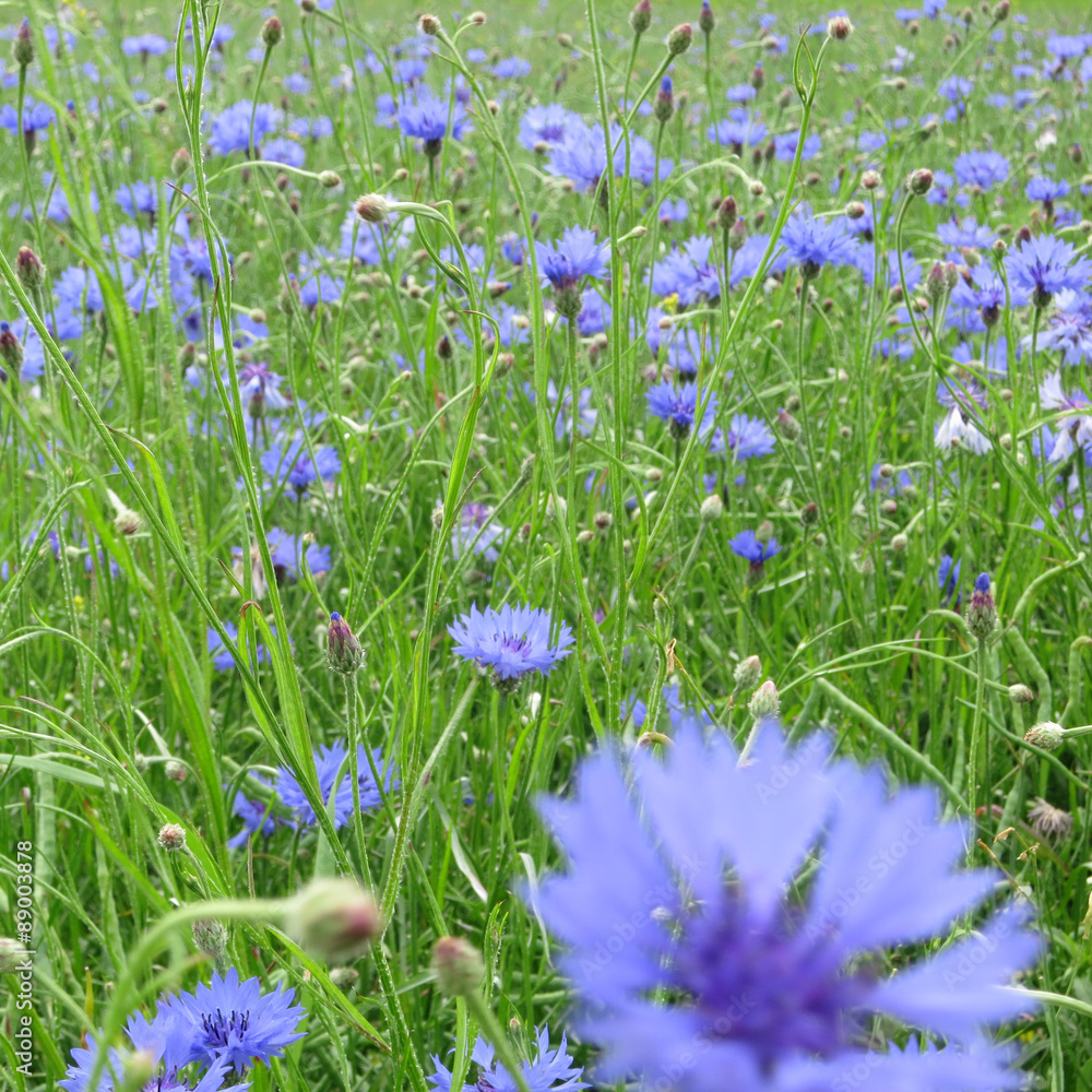 Kornblumen (Centaurea cyanus) Kornblumen (Centaurea cyanus)