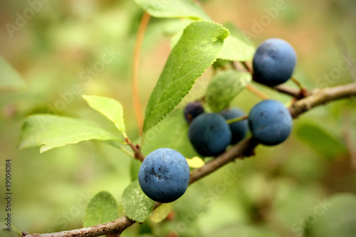 Fruits of thorns with leaves