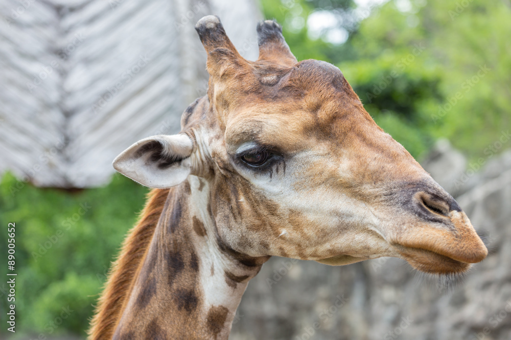 Obraz premium Closeup face of giraffe in the zoo.