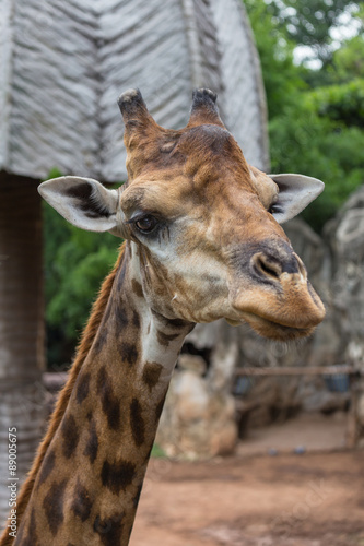 Closeup face of giraffe in the zoo. © ijetdo