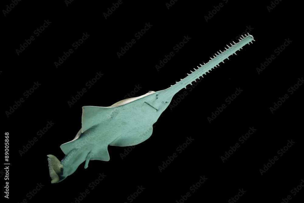 Фотография Green saw fish