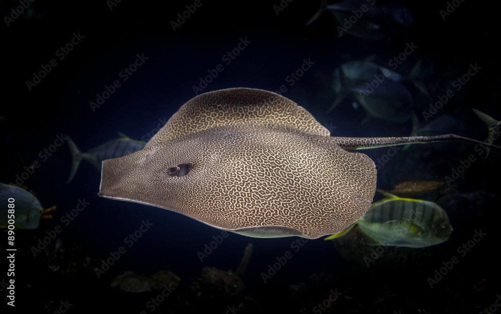 Obraz premium leopard ray