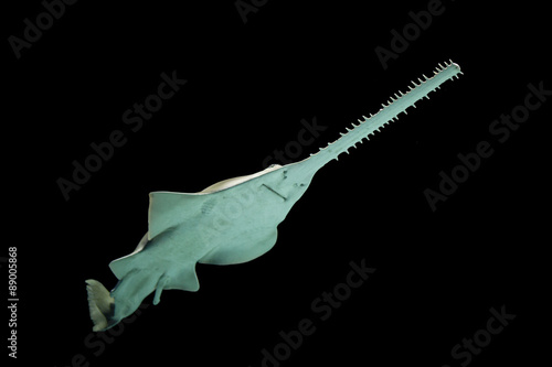 Wallpaper Mural Green saw fish Torontodigital.ca