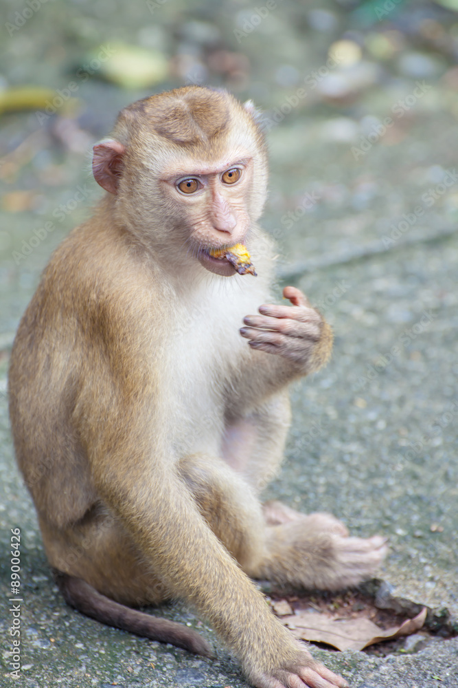 Fototapeta premium monkey