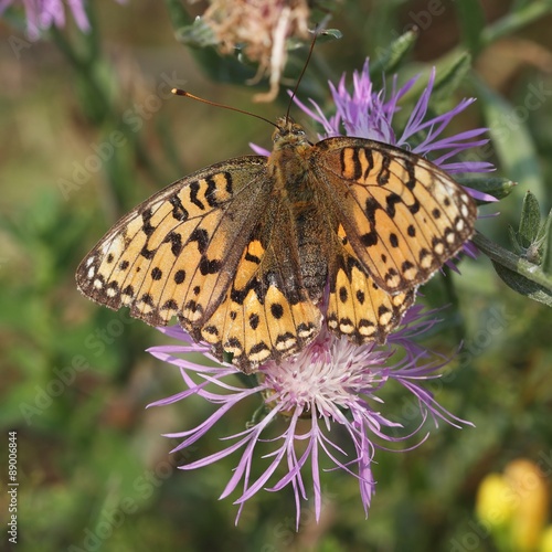 The butterfly Lesser Marbled Fritillary (Brenthis ino) on the flower. #89006844