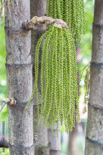 Caryota mitis in garden photo