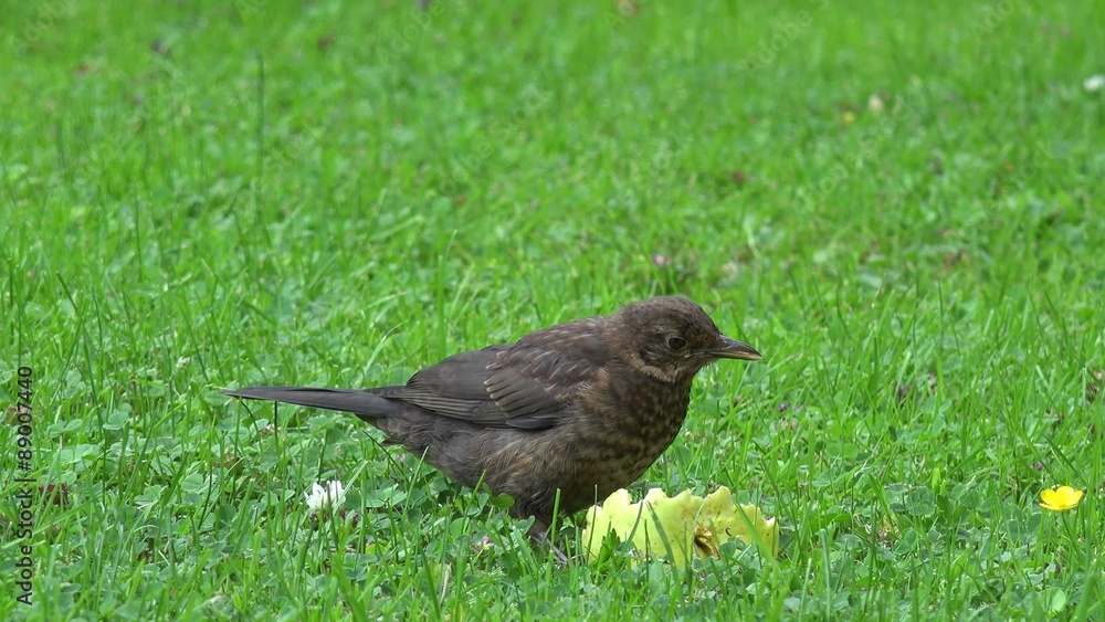 blackbird feeding on the meadow blackbird feeding on the meadow