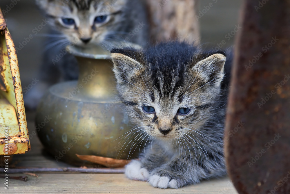 Fototapeta premium Kittens Playing Around Some Antiques